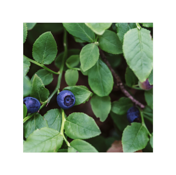 Arándano Negro 150 cápsulas | 500mg Adaptoheal® - Imagen 4