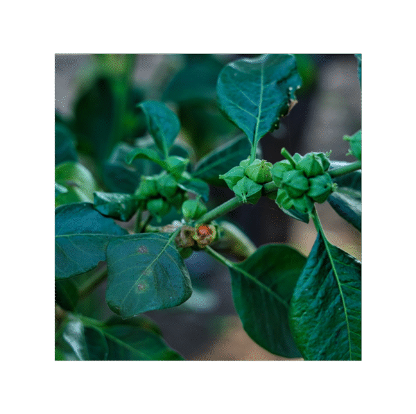 Ashwagandha 150 cápsulas | 500mg Adaptoheal® - Imagen 4