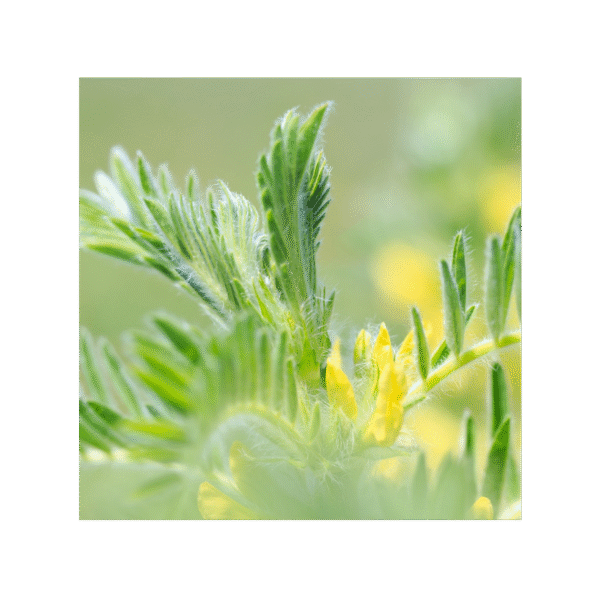 Astrágalus 150 cápsulas | 500mg Adaptoheal® - Imagen 4