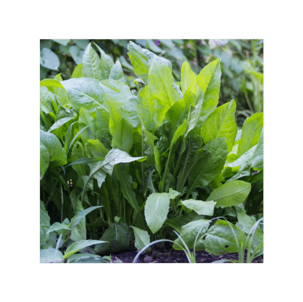 Diente de León 150 cápsulas | 500mg Adaptoheal® - Imagen 4