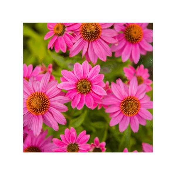 Equinácea Purpurea 150 cápsulas | 500mg Adaptoheal® - Imagen 4