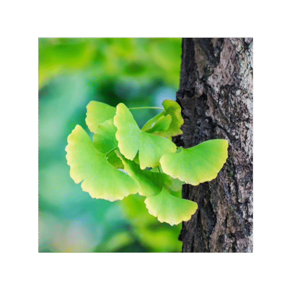 Ginkgo Biloba 150 cápsulas | 500mg Adaptoheal® - Imagen 4