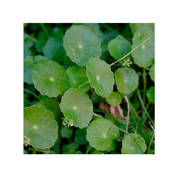 Gotu Kola 150 cápsulas | 500mg Adaptoheal® - Imagen 4