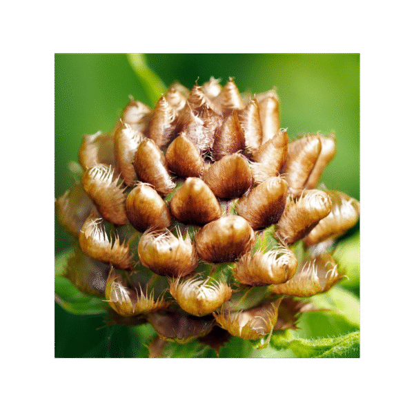 Leuzea Carthamoides 150 cápsulas | 500mg Adaptoheal® - Imagen 4