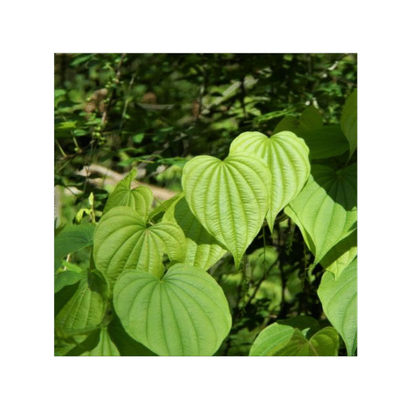 Ñame Silvestre 150 cápsulas | 500mg Adaptoheal® - Imagen 4