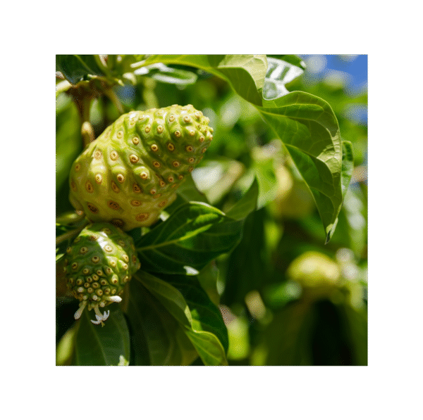Noni 150 cápsulas | 500mg Adaptoheal® - Imagen 4