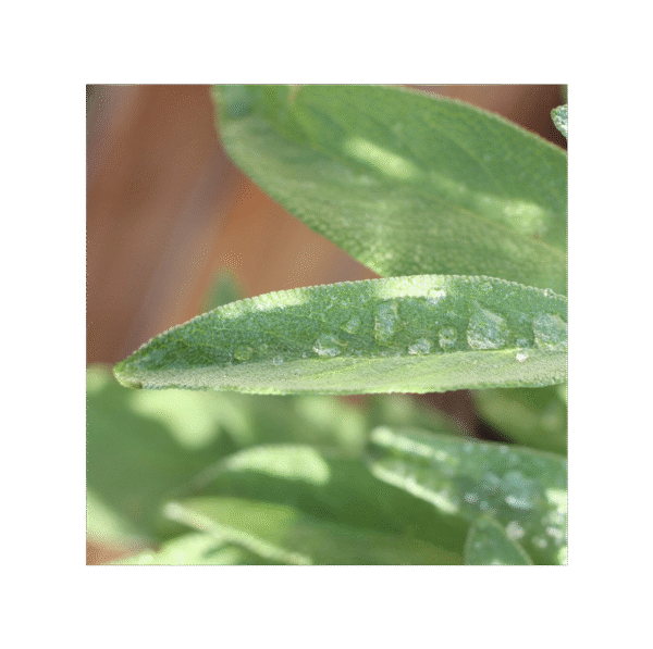 Salvia 150 cápsulas | 500mg Adaptoheal® - Imagen 4