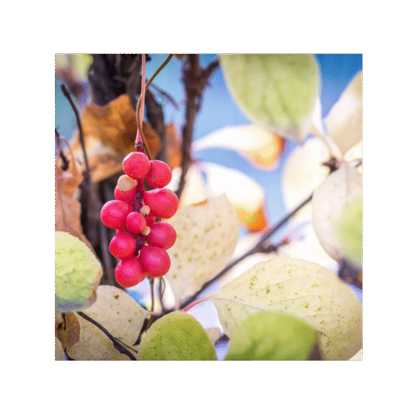 Schizandra 150 cápsulas | 500mg Adaptoheal® - Imagen 4