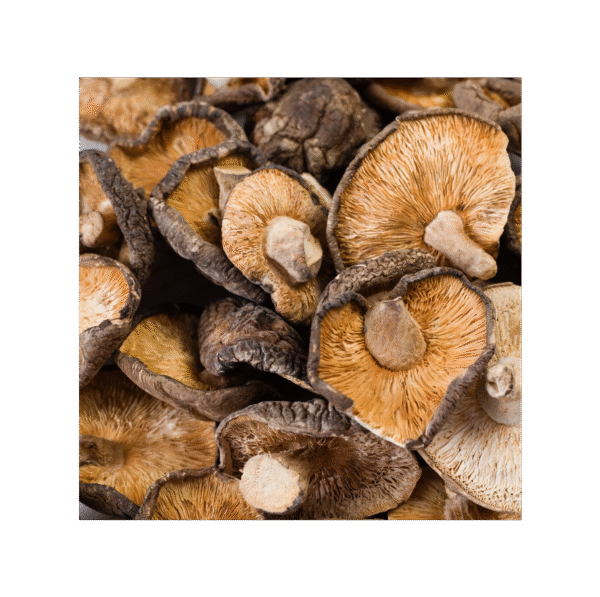 Shiitake 150 cápsulas | 500mg Adaptoheal® - Imagen 4
