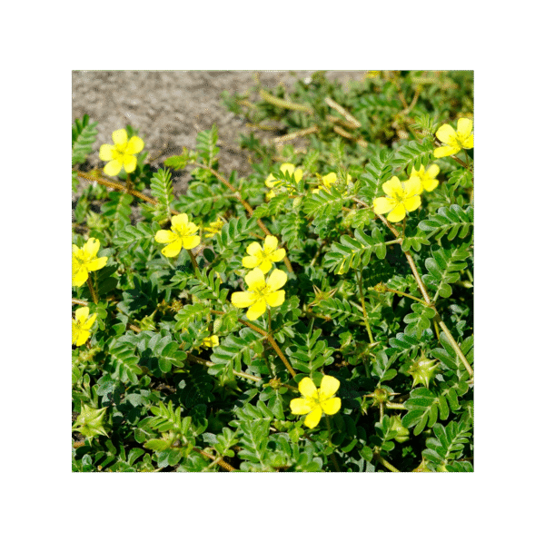 Tribulus Terrestris 150 cápsulas | 500mg Adaptoheal® - Imagen 4