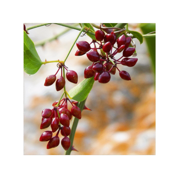 Zarzaparrilla 150 cápsulas | 500mg Adaptoheal® - Imagen 4